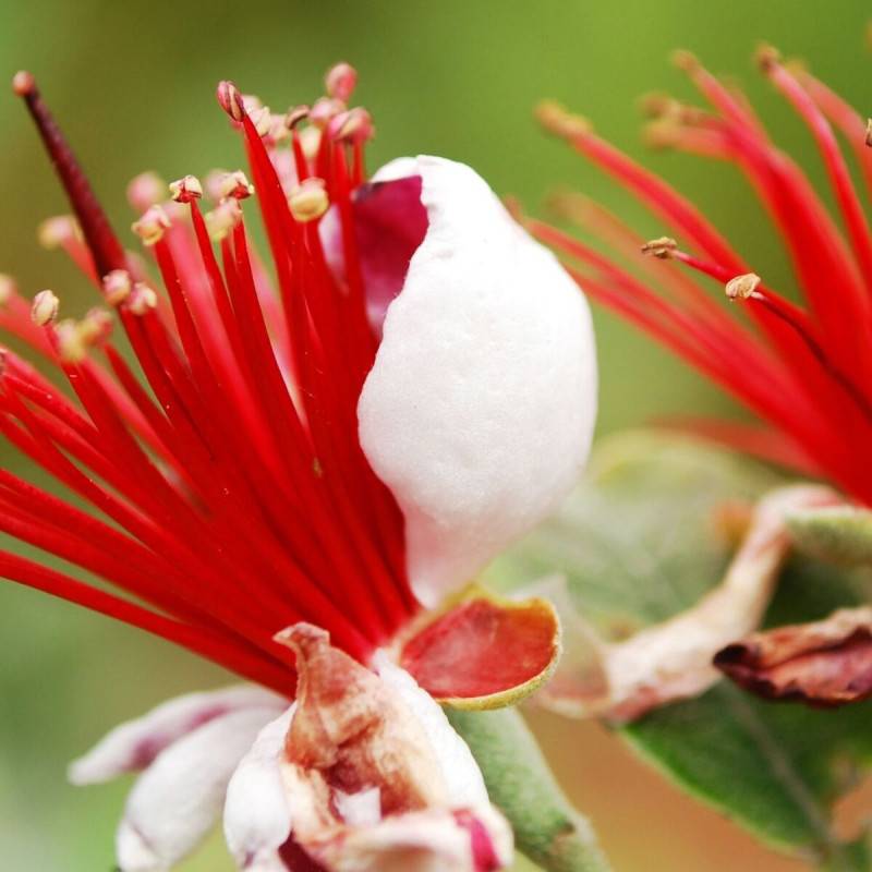 Goyavier du Brésil, Acca, Feijoa à fleurs Blanche - feuillage Persistant - Pot de 3L - 40/60 cm-  hauteur à maturité De 1,50 m à 2,00 m - Image 3