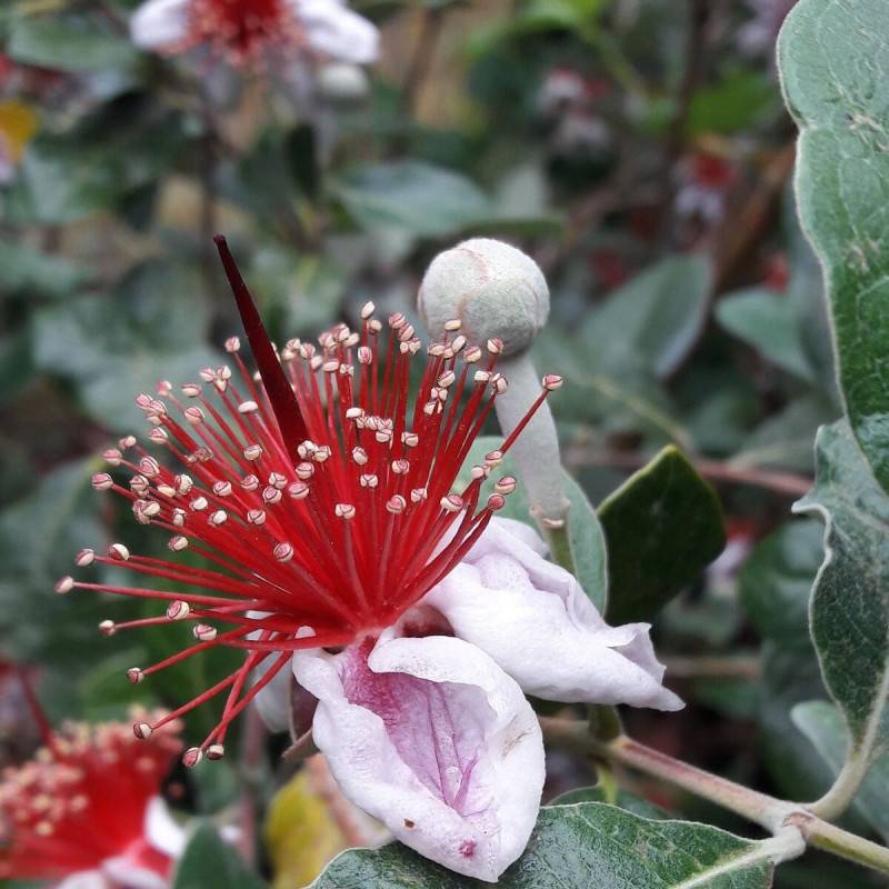 Goyavier du Brésil, Acca, Feijoa à fleurs Blanche - feuillage Persistant - Pot de 3L - 40/60 cm-  hauteur à maturité De 1,50 m à 2,00 m - Image 1