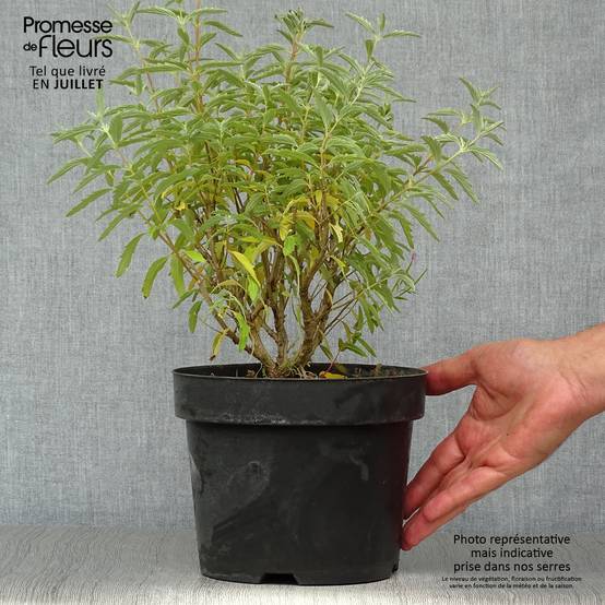 Promesse de Fleurs - Caryopteris clandonensis Pink Perfection - Spirée bleue Pot de 2L/3L - Image 2