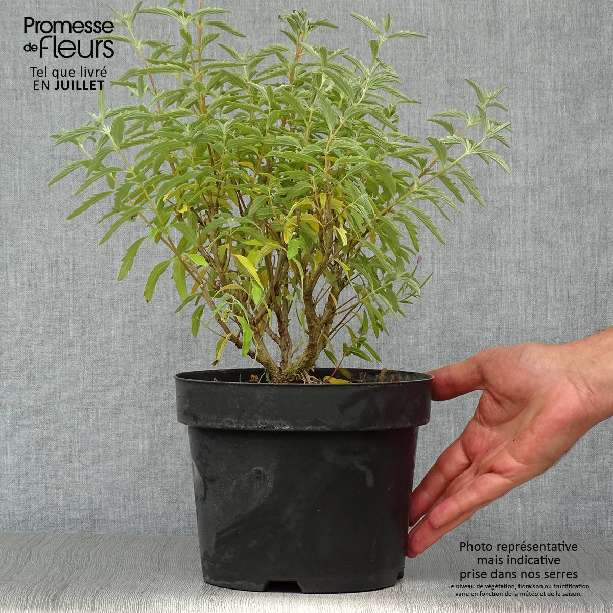 Promesse de Fleurs - Caryopteris clandonensis Pink Perfection - Spirée bleue Pot de 2L/3L - Image 2