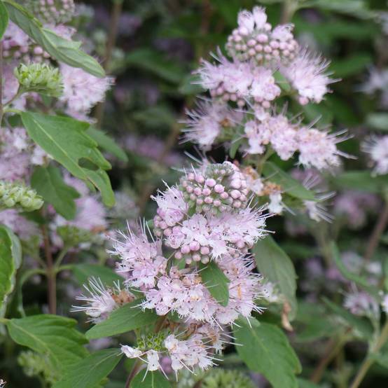 Promesse de Fleurs - Caryopteris clandonensis Pink Perfection - Spirée bleue Pot de 2L/3L - Image 1