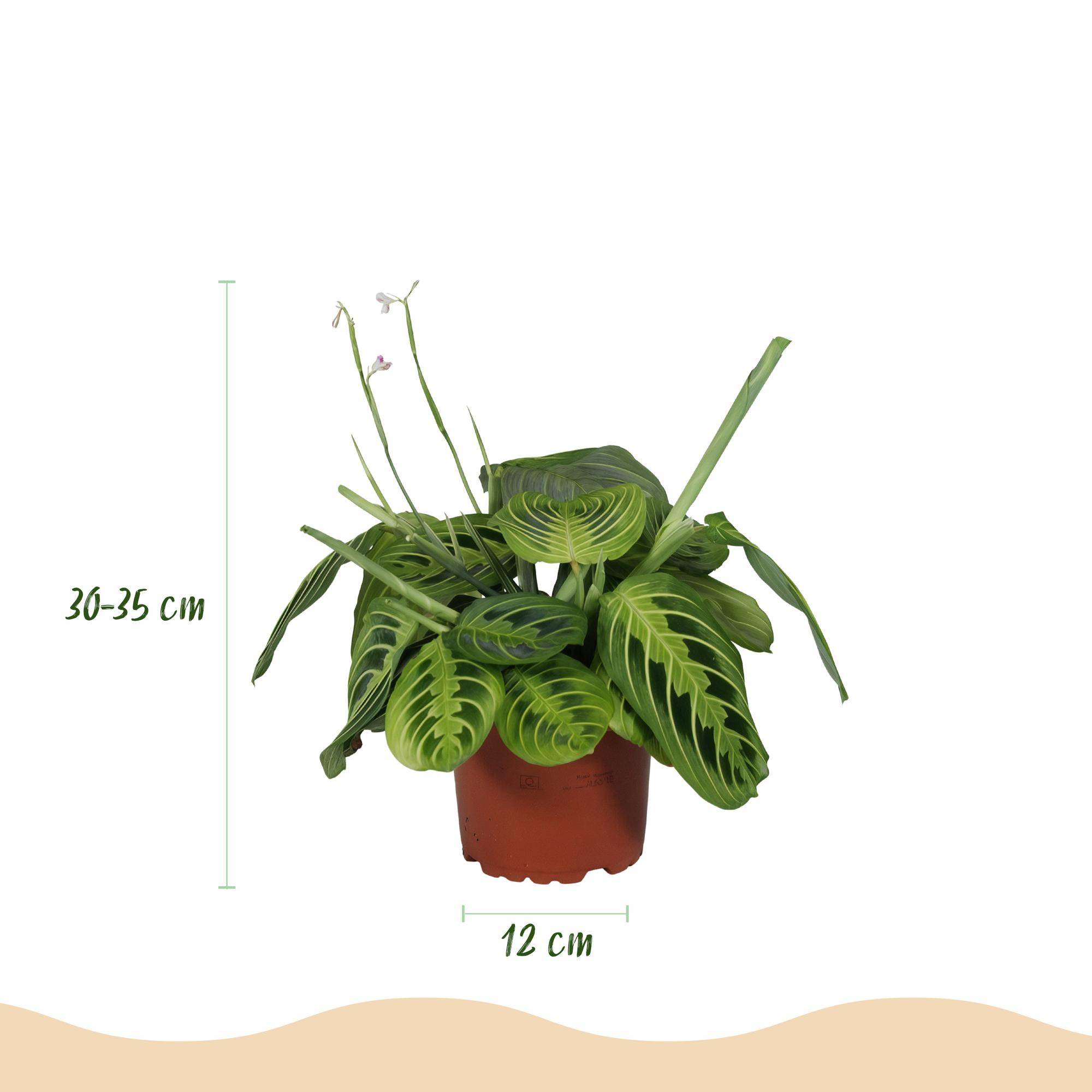 Maranta Fascinator Lemon Lime - Pet-friendly - Plante de prière - Pot de 12cm - Hauteur 25-35cm - 2 plantes - Sans cache-pot - Plantes d'intérieur - Image 3