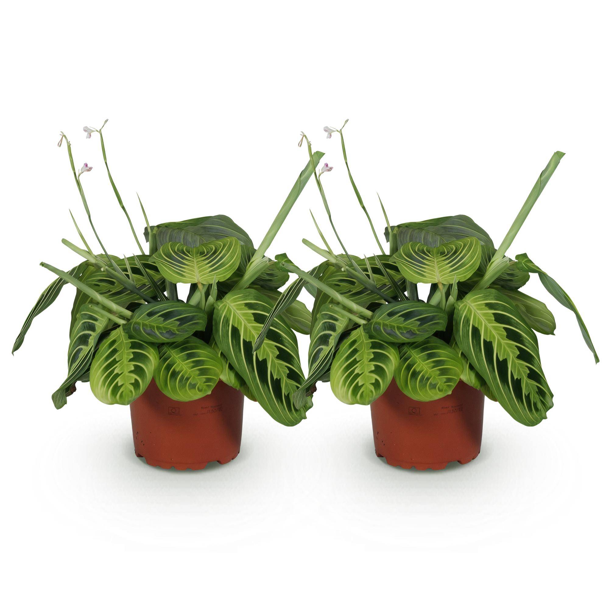 Maranta Fascinator Lemon Lime - Pet-friendly - Plante de prière - Pot de 12cm - Hauteur 25-35cm - 2 plantes - Sans cache-pot - Plantes d'intérieur - Image 2