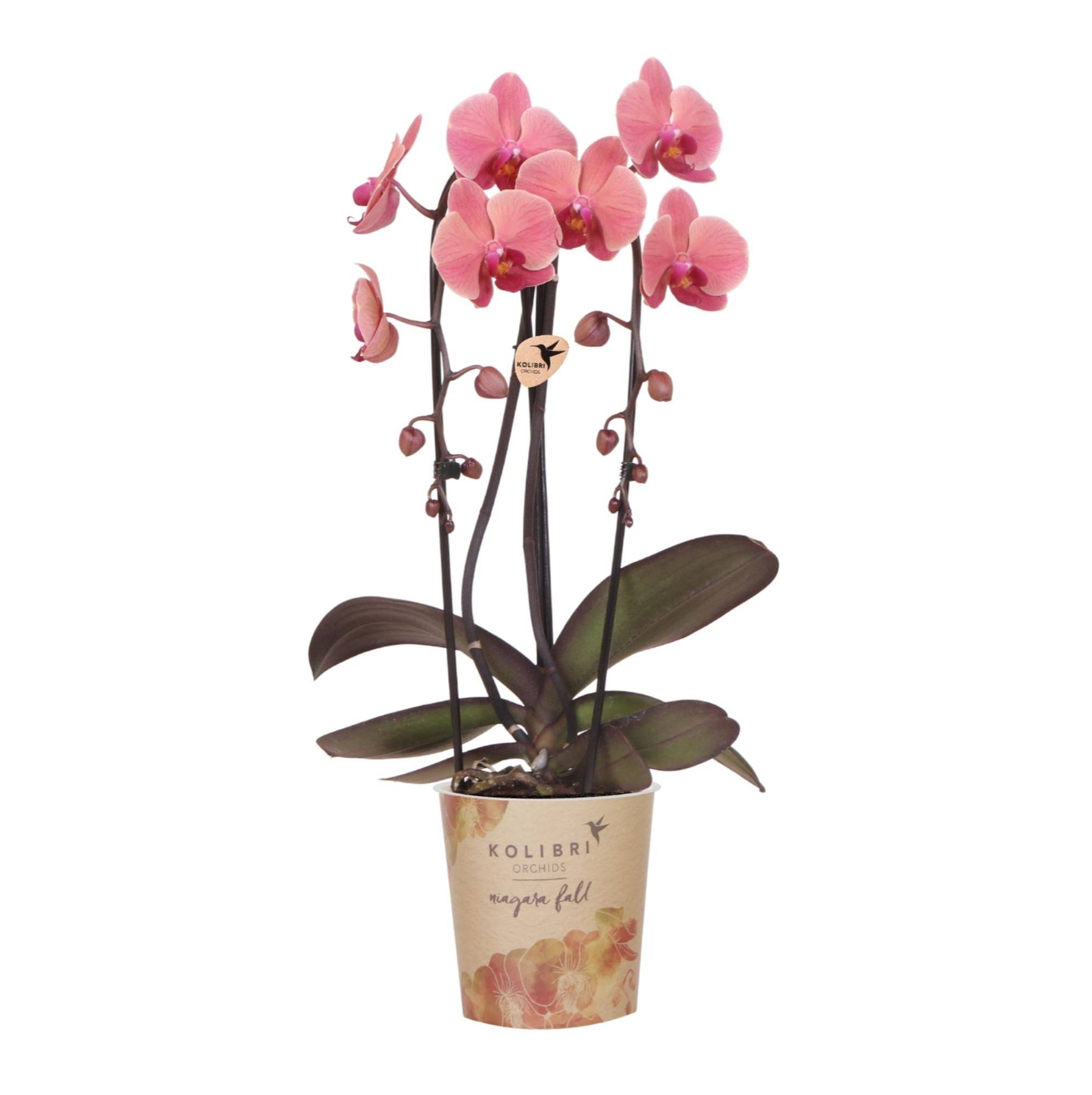 Orchidée Phalaenopsis 'Narbonne' rose saumon - Pot de 12cm - Plantes d'intérieur - Image 1