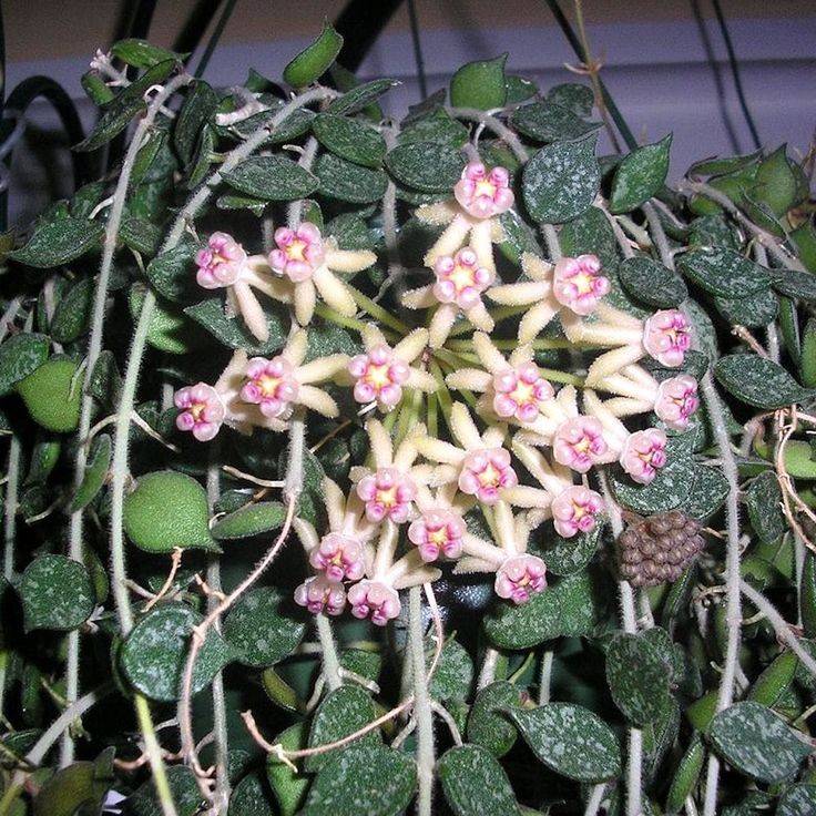 Hoya Curtisii - Pot de 9cm - Plantes d'intérieur - Image 1