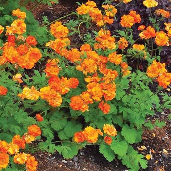 Benoîte Fire Storm Godet de 8/9 cm