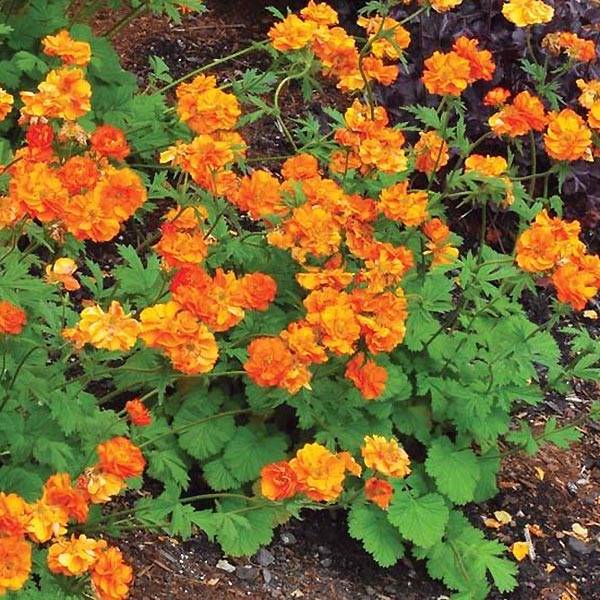 Benoîte Fire Storm Godet de 8/9 cm