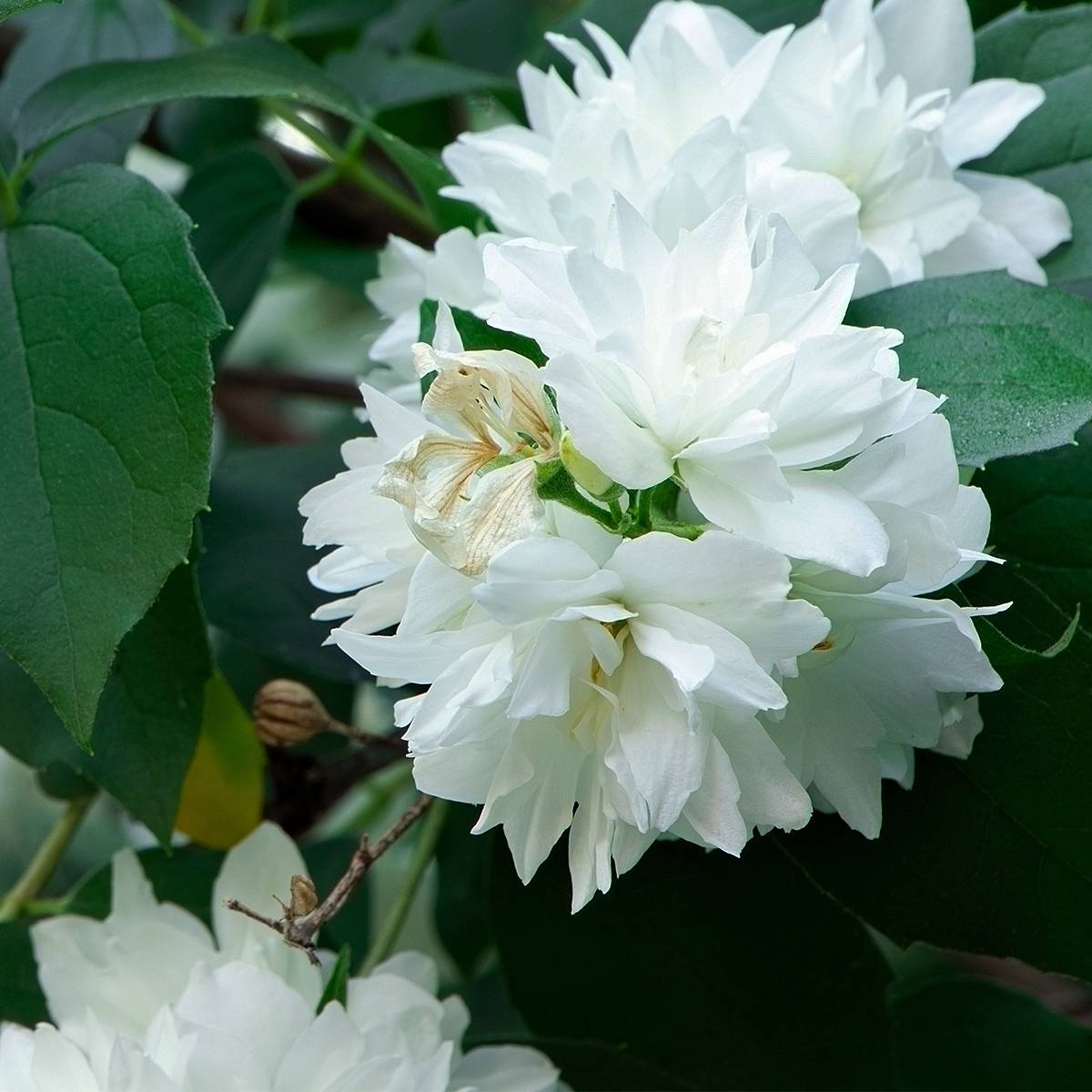 Seringat Minnesota Snowflake - Philadelphus virginalis Pot de 7,5L/10L - Image 1