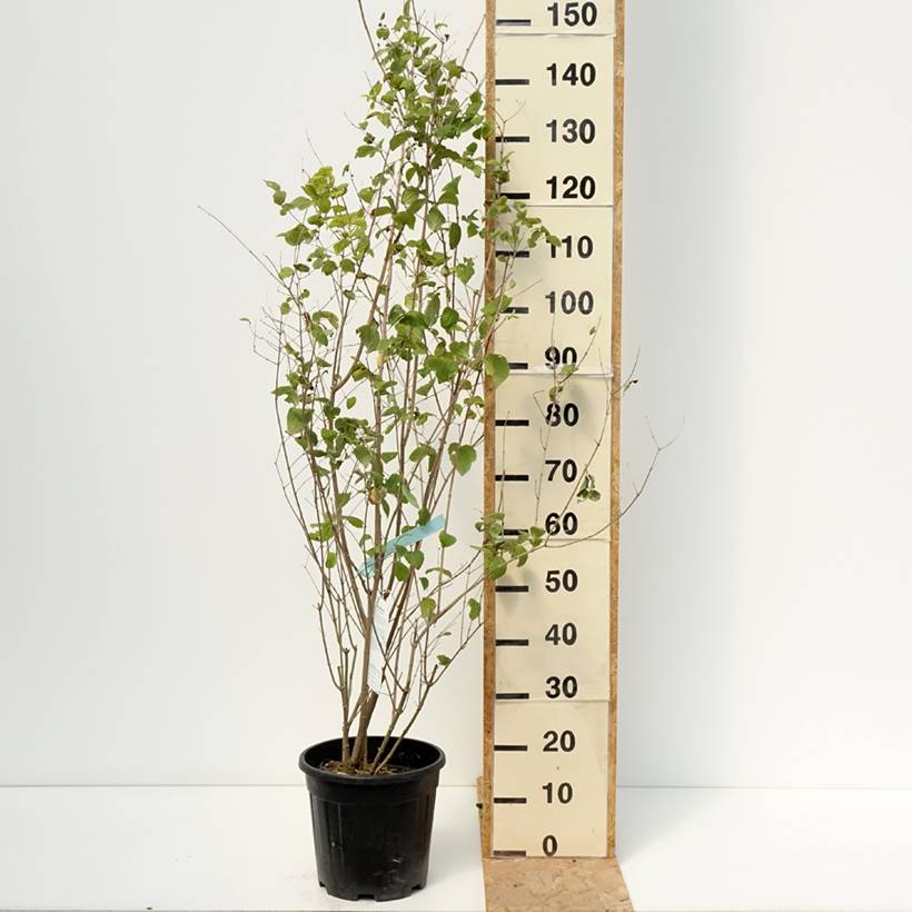 Seringat Minnesota Snowflake - Philadelphus virginalis Pot de 7,5L/10L - Image 2