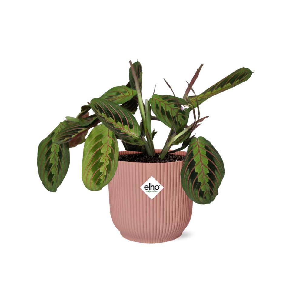Maranta Leuconeura 'Fascinator' Tricolor 14cm Rose - H20cm - Image 1