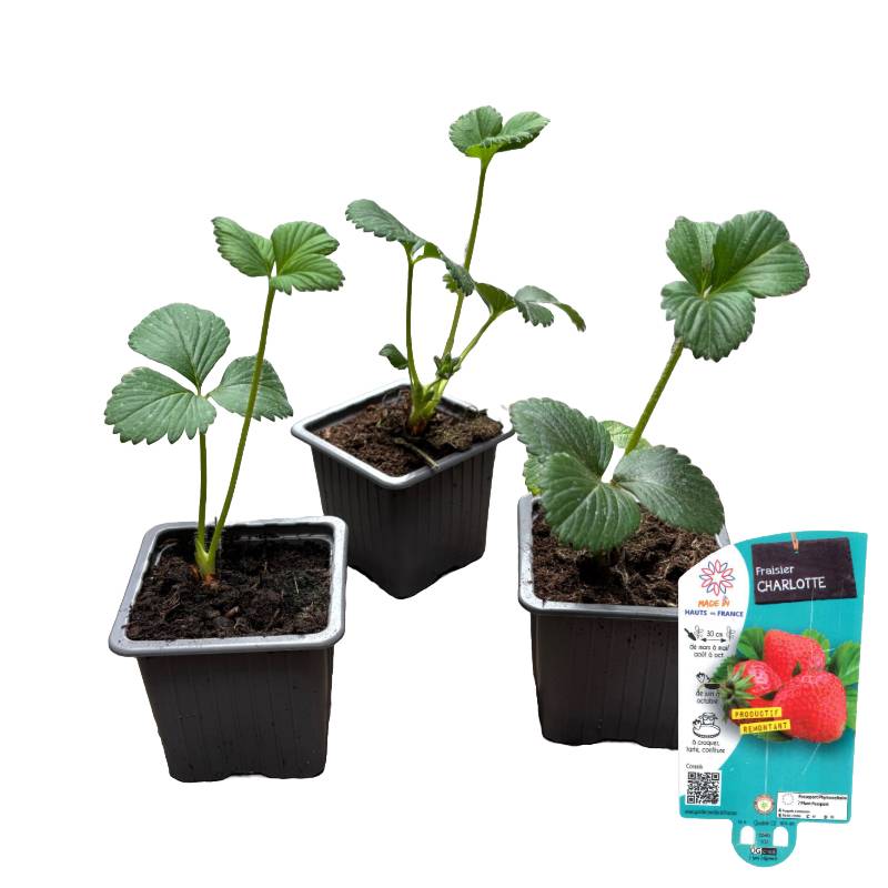 Fraisier charlotte, Lot de 3 godets 7cm