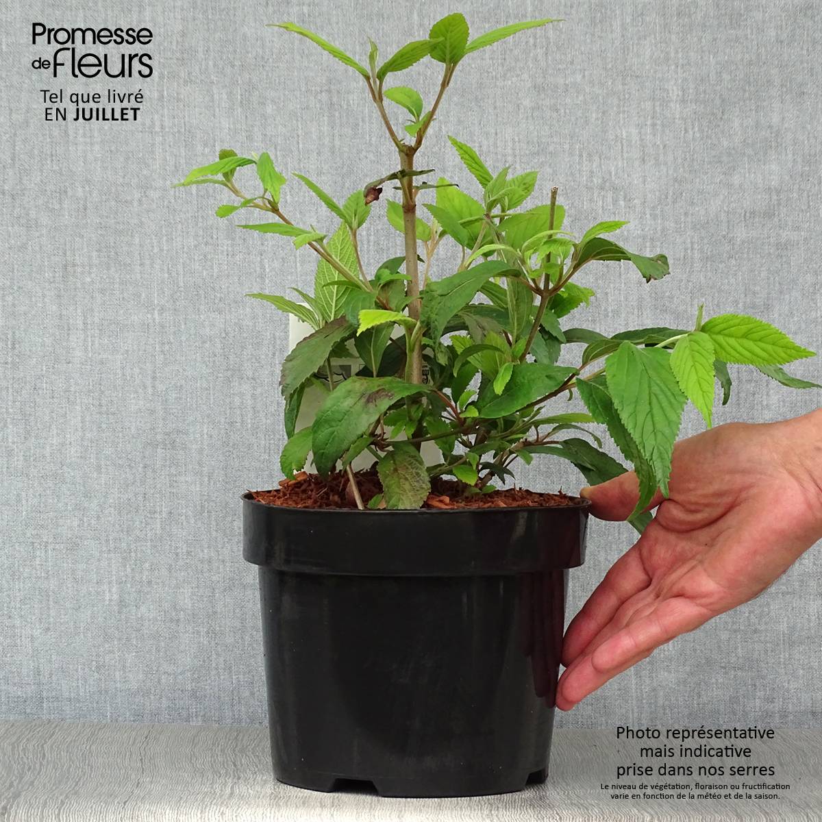 Viorne - Viburnum plicatum Kilimandjaro Pot de 2L/3L - Image 2