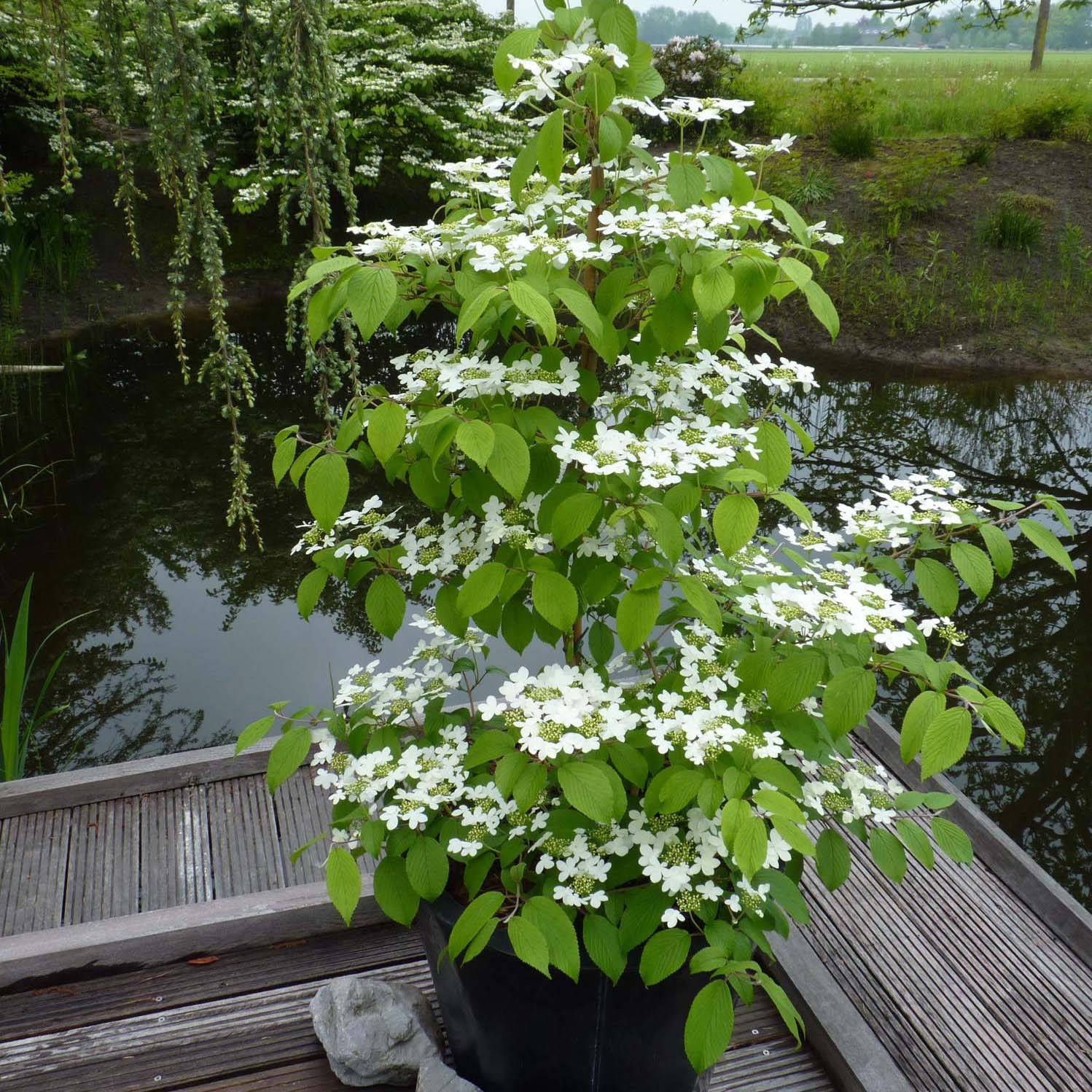 Viorne - Viburnum plicatum Kilimandjaro Pot de 2L/3L - Image 1