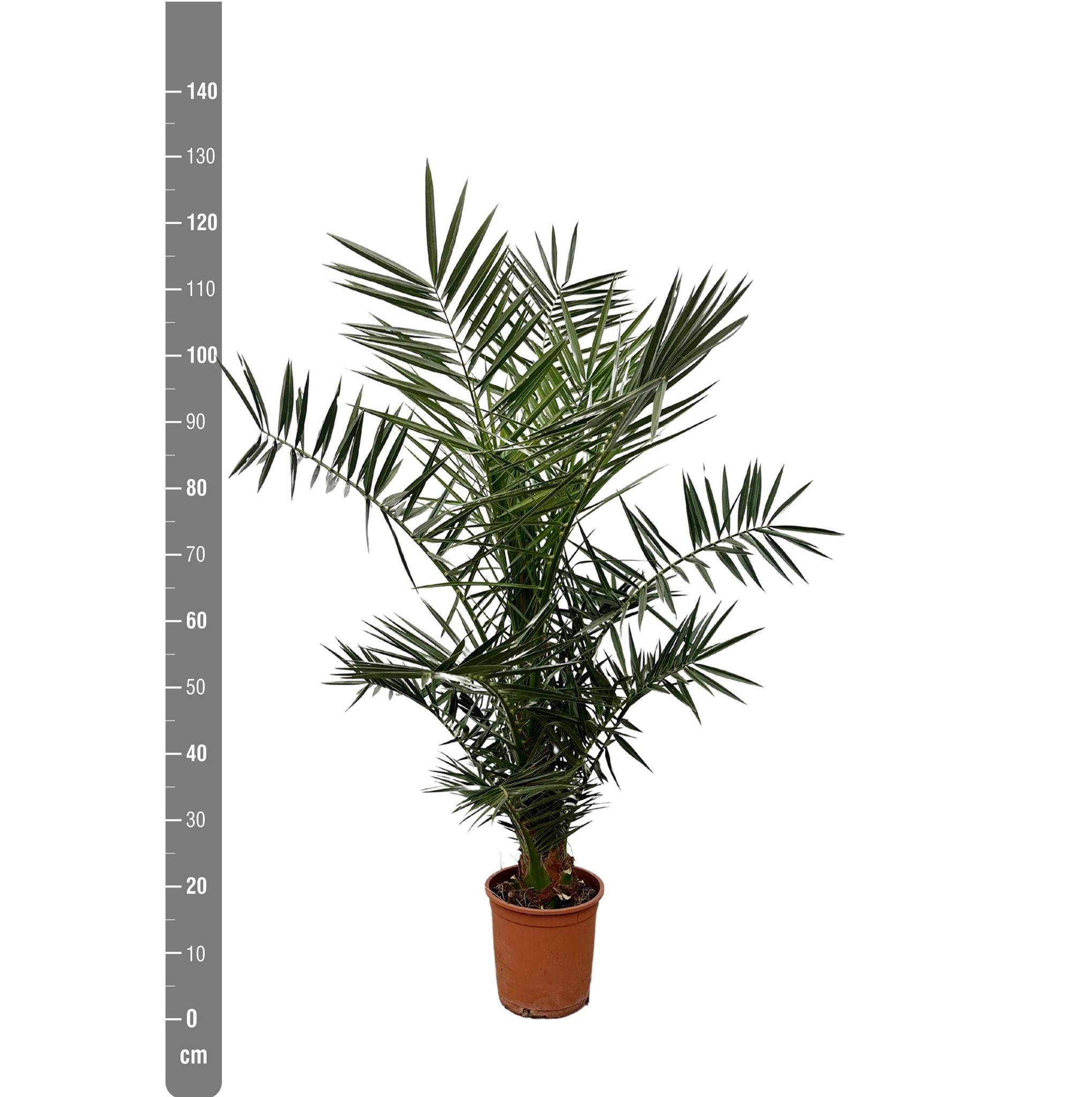 Phoenix Canariensis 130cm - Plante d'intérieur- La Green Touch - Image 4