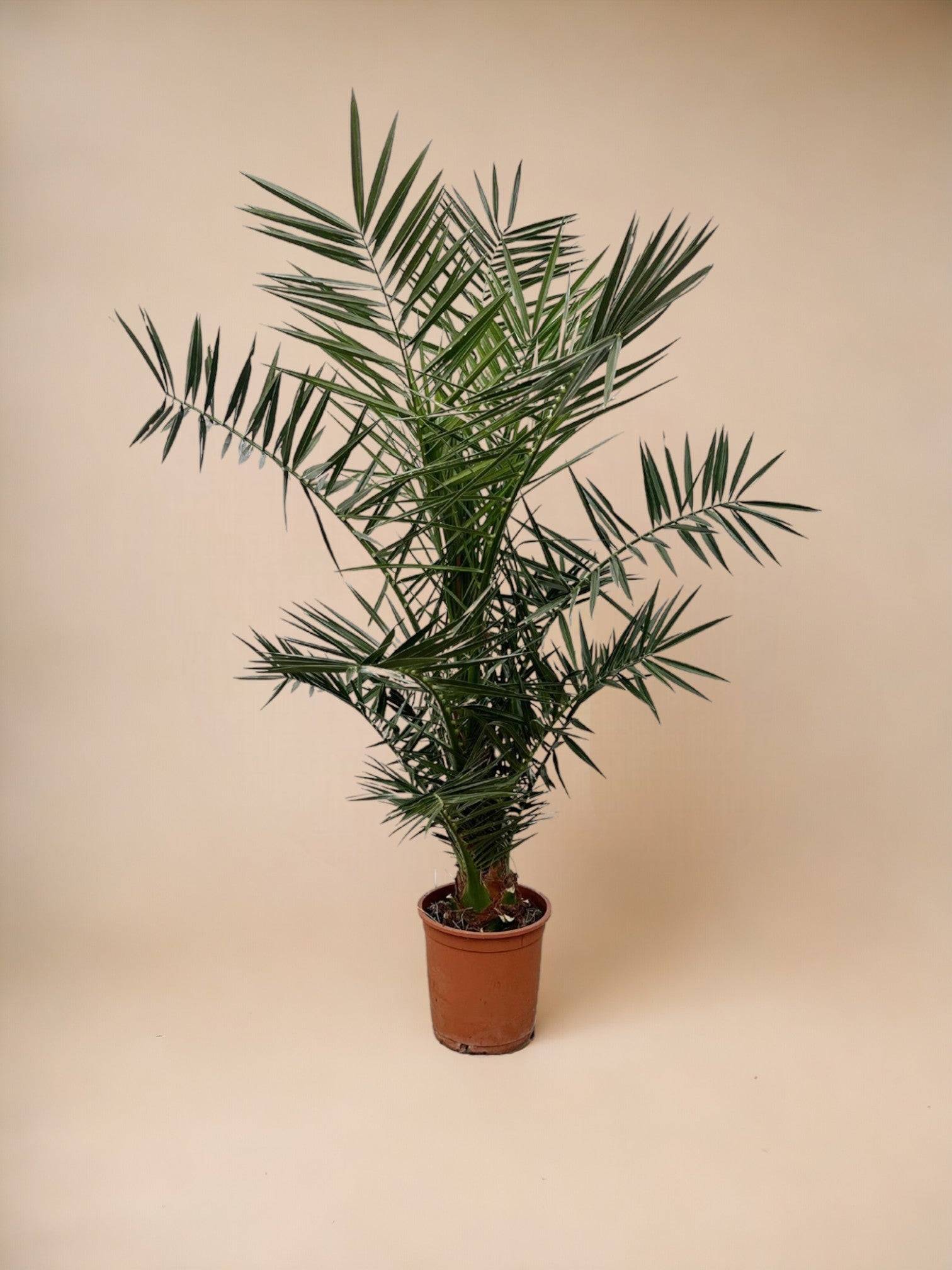 Phoenix Canariensis 130cm - Plante d'intérieur- La Green Touch - Image 2