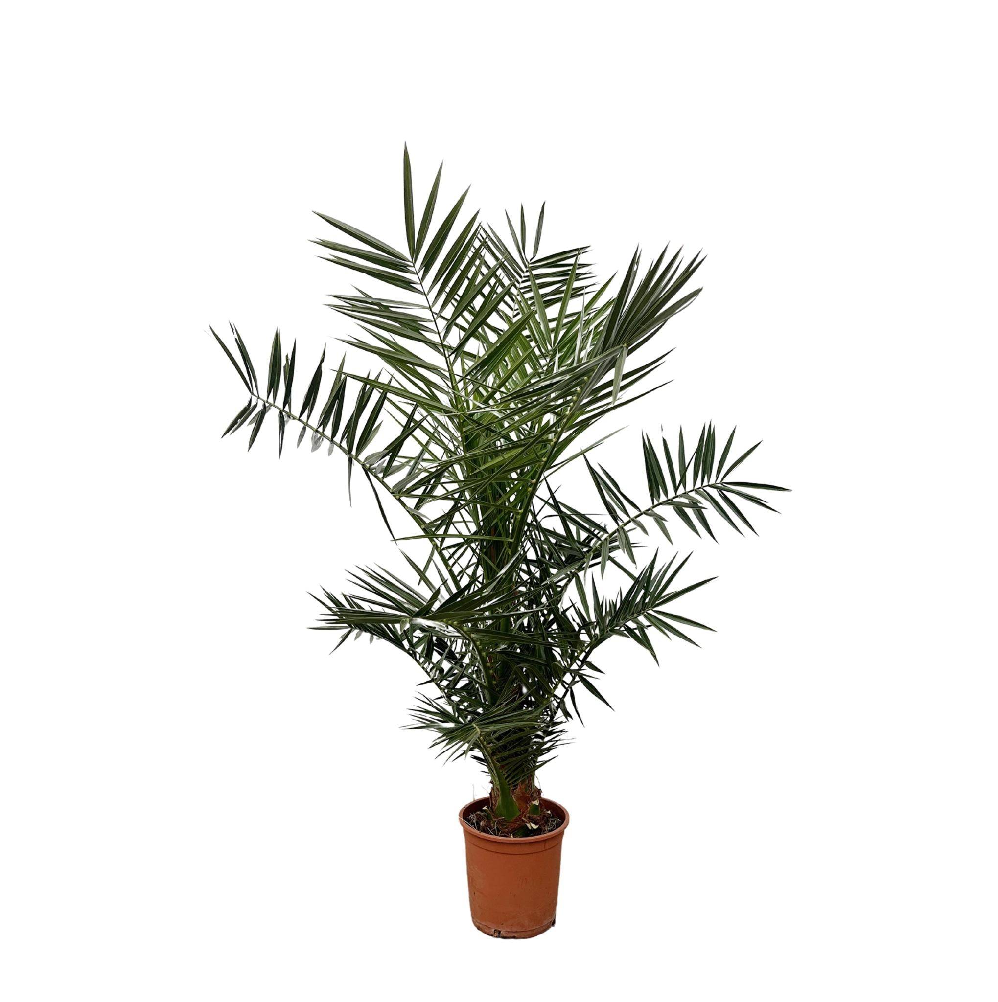 Phoenix Canariensis 130cm - Plante d'intérieur- La Green Touch - Image 1