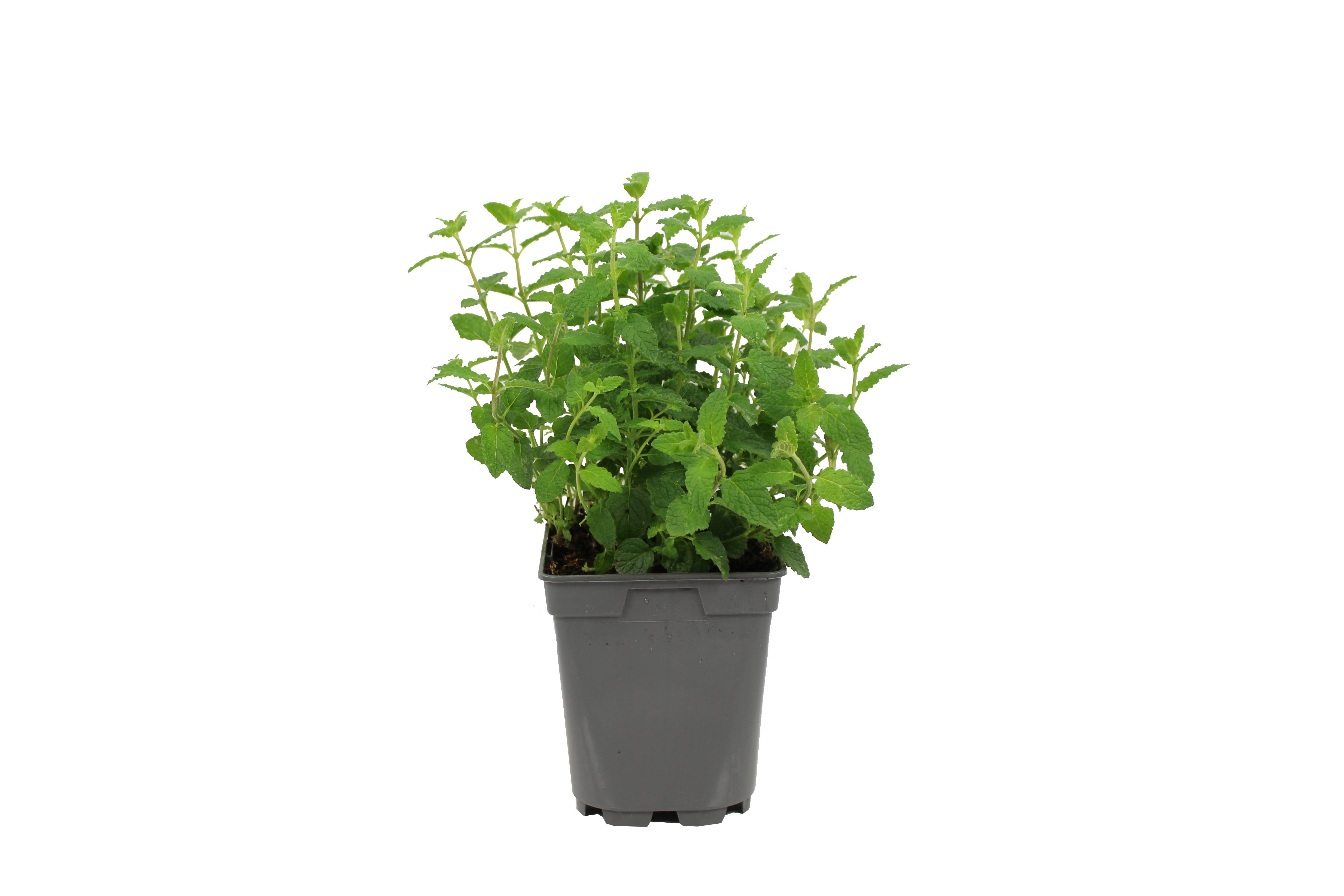 Fleuron D'Anjou - Menthe ananas pot 1 litre - Image 1