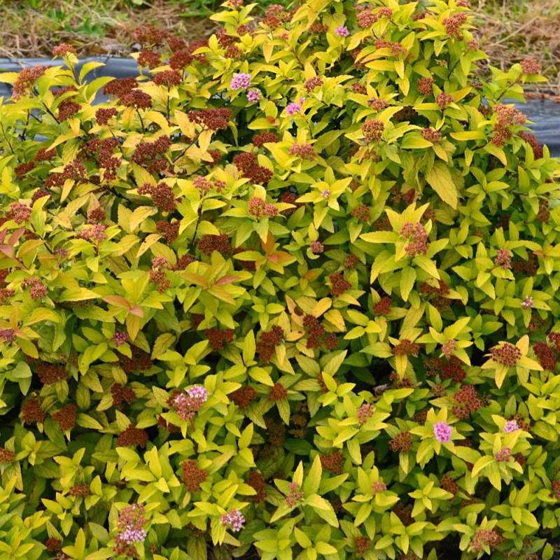 Spirée du Japon Merlo® Gold ' Davcop04', Spiraea à fleurs Rose - feuillage Caduc - Pot de 3L - 20/40 cm- hauteur à maturité De 0,50 m à 1,00 m - Image 5