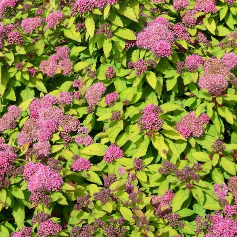 Spirée du Japon Merlo® Gold ' Davcop04', Spiraea à fleurs Rose - feuillage Caduc - Pot de 3L - 20/40 cm-  hauteur à maturité De 0,50 m à 1,00 m - Image 4