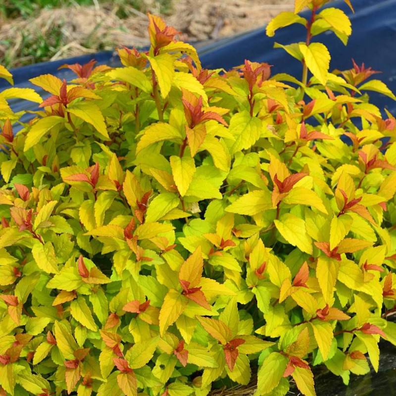 Spirée du Japon Merlo® Gold ' Davcop04', Spiraea à fleurs Rose - feuillage Caduc - Pot de 3L - 20/40 cm- hauteur à maturité De 0,50 m à 1,00 m - Image 1