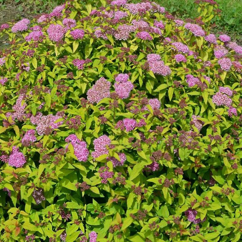 Spirée du Japon Merlo® Gold ' Davcop04', Spiraea à fleurs Rose - feuillage Caduc - Pot de 3L - 20/40 cm- hauteur à maturité De 0,50 m à 1,00 m - Image 3