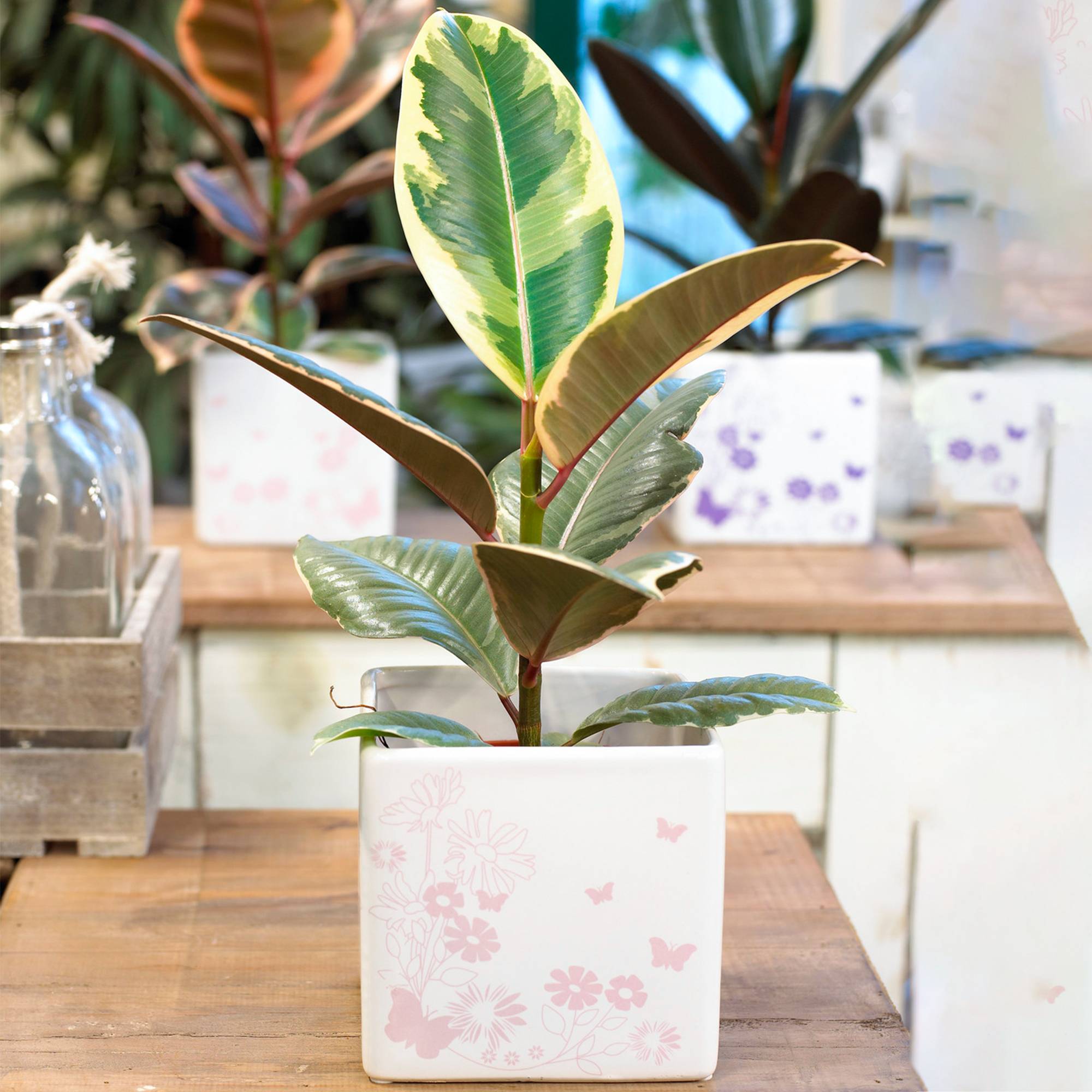 Gardenersdream - 1 Ficus Elastica Tineke | Cadeau Plante D’Intérieur Pour La Maison Ou Le Bureau | 30-40 Cm En Pot - GardenersDream - Image 1