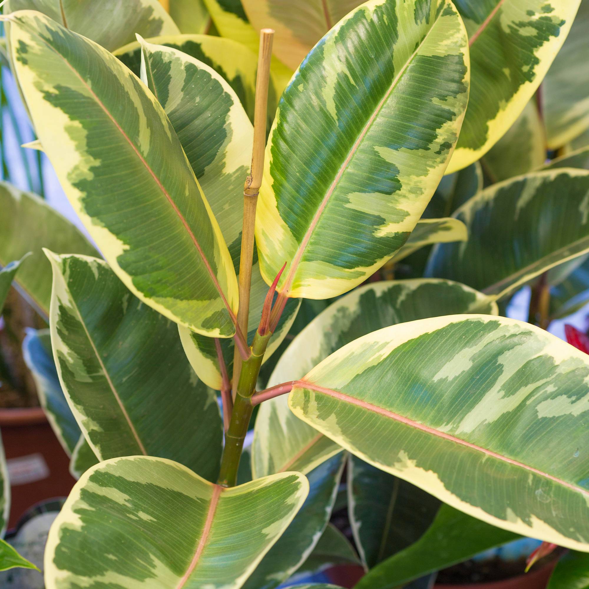 Gardenersdream - 1 Ficus Elastica Tineke | Cadeau Plante D’Intérieur Pour La Maison Ou Le Bureau | 30-40 Cm En Pot - GardenersDream - Image 3