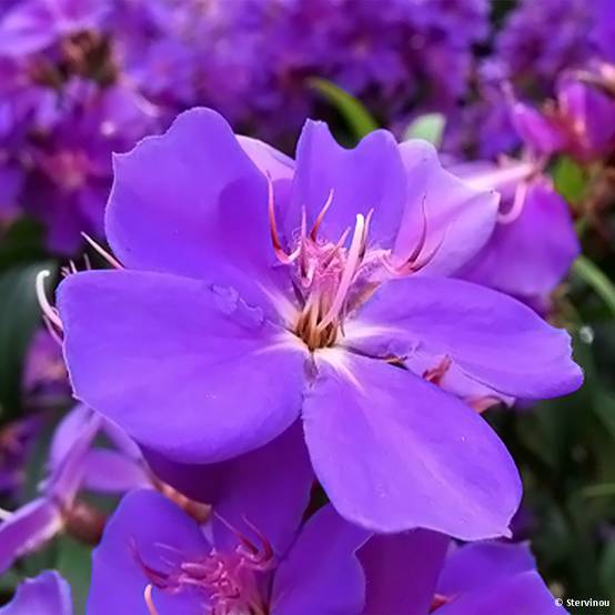 Promesse de Fleurs - Tibouchina urvilleana Edwardsii Pot de 3L/4L - Image 1