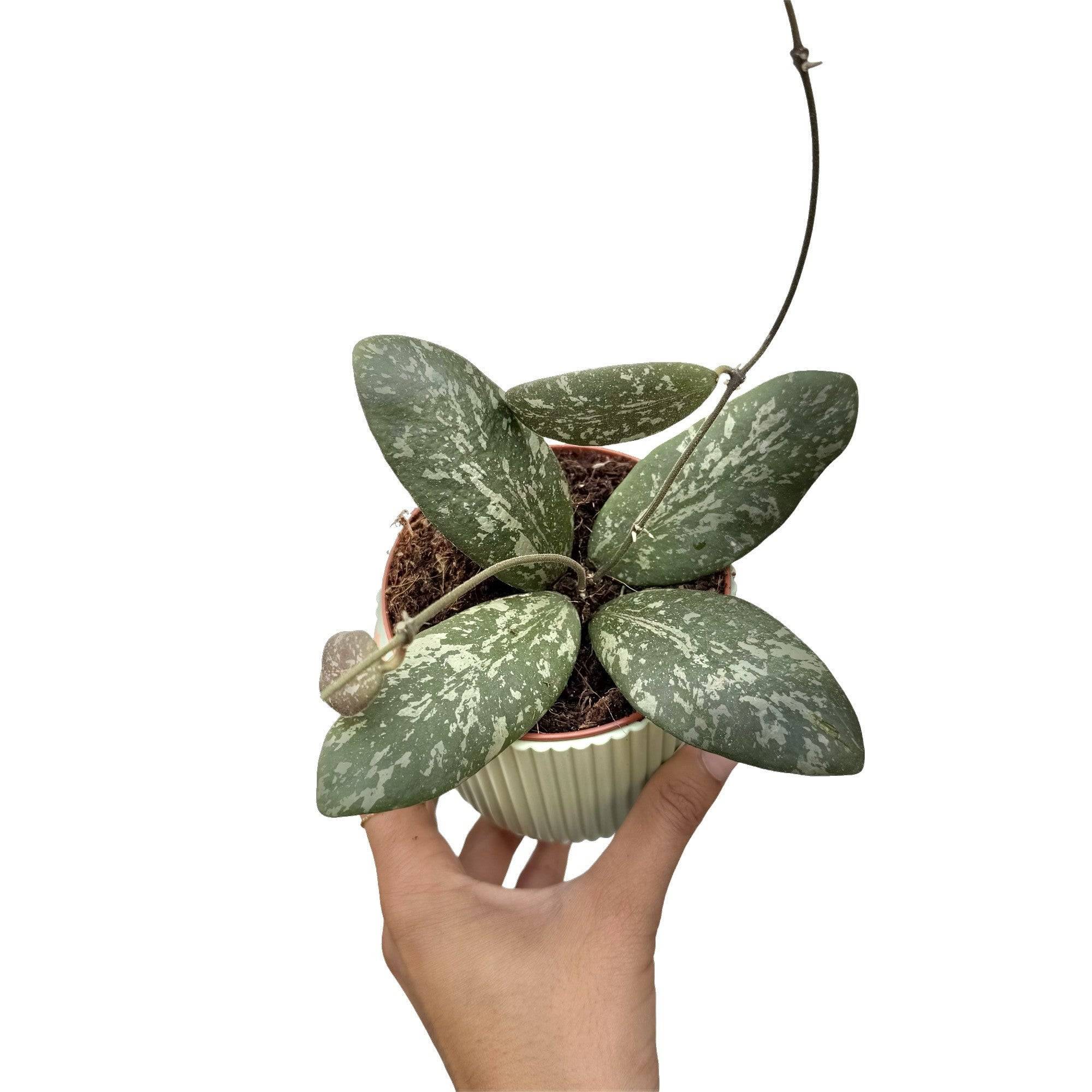 Hoya Sigillatis Round Leaf - Pot de 9cm - Plantes d'intérieur - Image 1