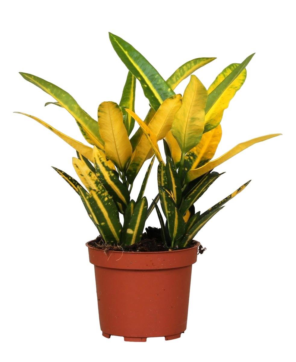 La Green Touch - Croton 'Sunny Star' 30cm - Plante d'intérieur- La Green Touch - Image 2