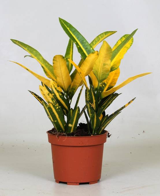 La Green Touch - Croton 'Sunny Star' 30cm - Plante d'intérieur- La Green Touch - Image 3