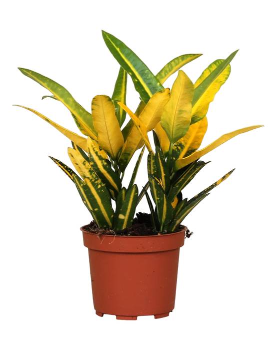La Green Touch - Croton 'Sunny Star' 30cm - Plante d'intérieur- La Green Touch - Image 1