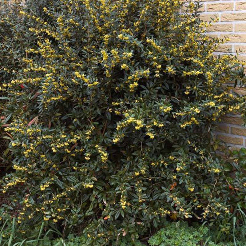 Promesse de Fleurs - Berberis julianae - Epine-vinette de Saint Julien Godet de 8/9 cm - Image 1
