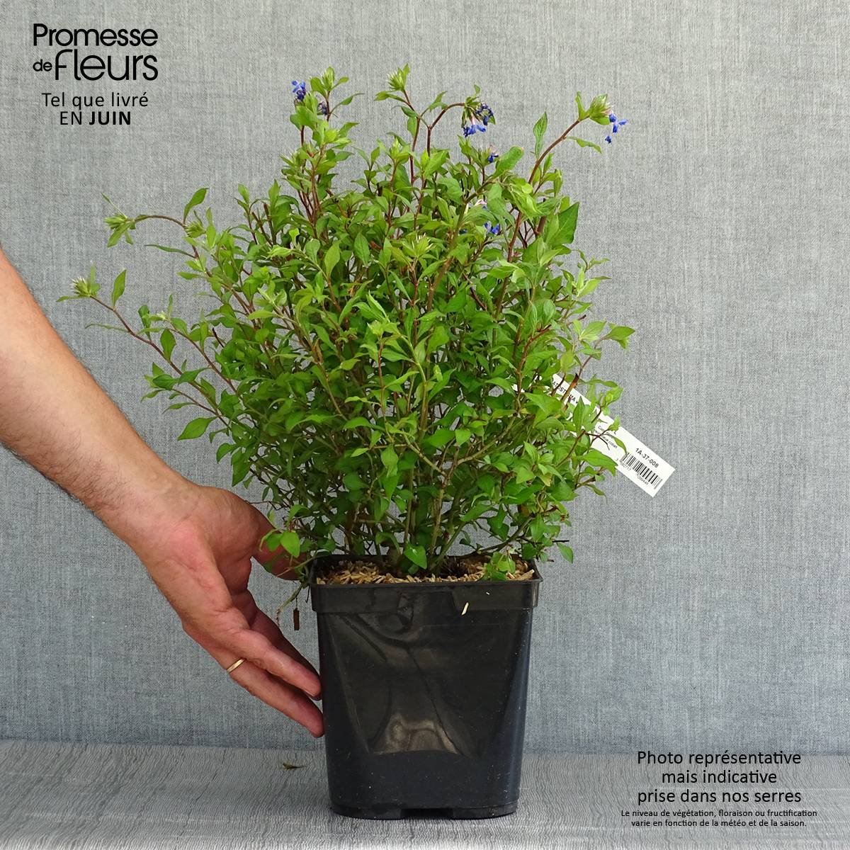 Promesse de Fleurs - Ceratostigma willmottianum Forest Blue - Plumbago de Willmott Pot de 2L/3L - Image 2