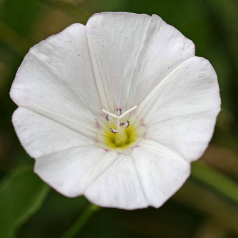 3 Liserons 'Cneorum' (Convolvulus Cneorum) - Lot de 3 vivaces - Pépinières Naudet