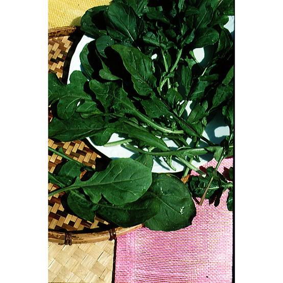 Roquette cultivée - Eruca sativa le sachet de 2500 graines environ (5g)