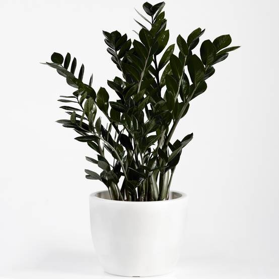Gardenersdream - Zamioculcas "Raven"| Somptueuse Plante D'Intérieur Zz Noire Pour La Maison Ou Le Bureau | 30-40 Cm - GardenersDream - Image 1