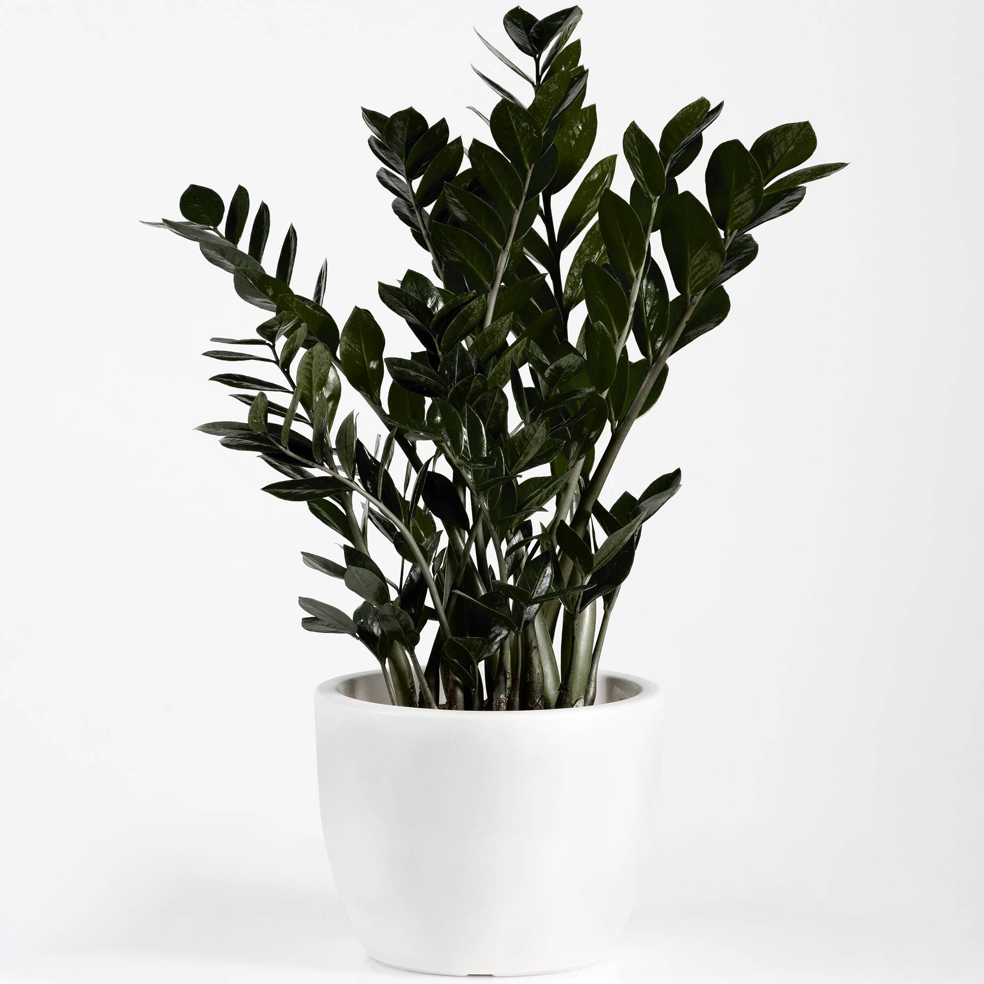 Gardenersdream - Zamioculcas "Raven"| Somptueuse Plante D'Intérieur Zz Noire Pour La Maison Ou Le Bureau | 30-40 Cm - GardenersDream - Image 1