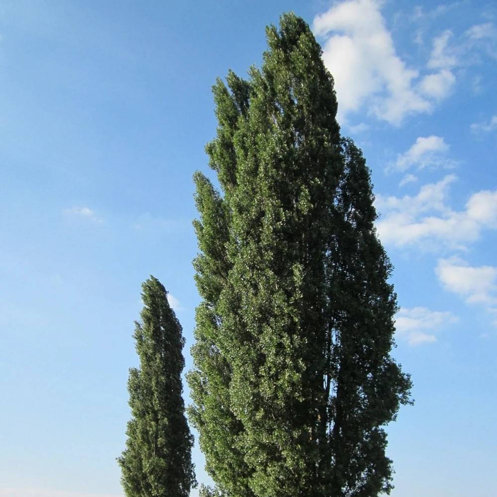 Peuplier d'Italie, Populus - Pot de 15L - Baliveau - Image 1
