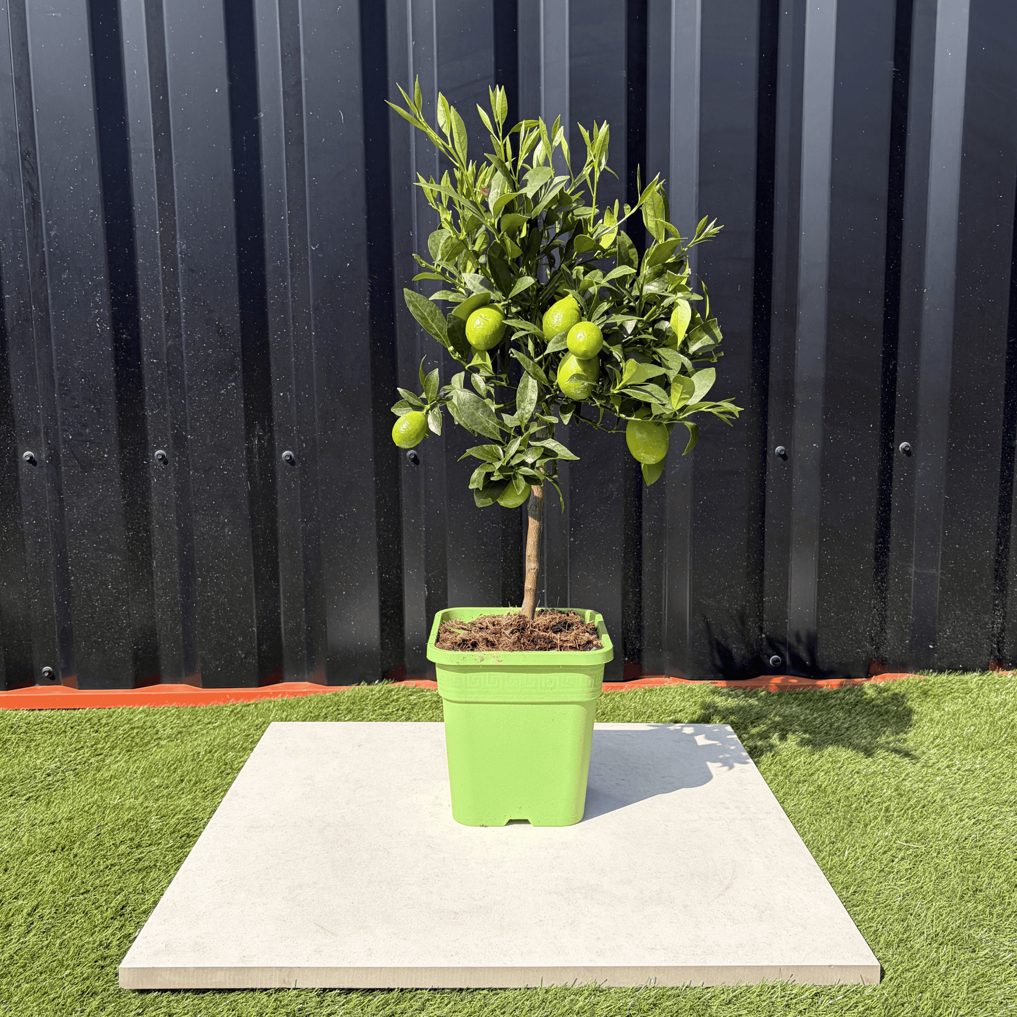 Limequat Citrus Aurantifolia / Fortunella Japonica Hauteur 70 cm