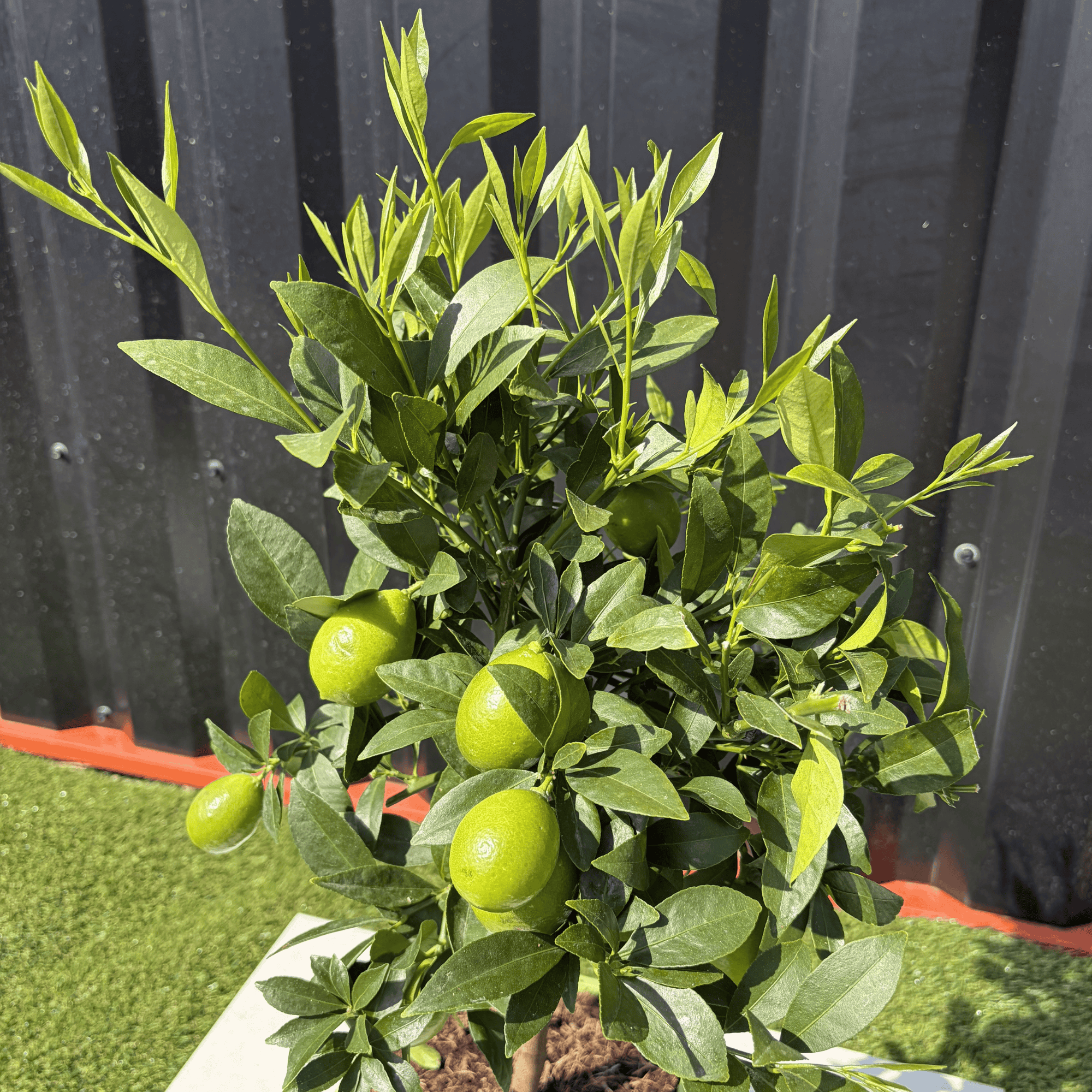 Limequat Citrus Aurantifolia / Fortunella Japonica Hauteur 70 cm - Image 2