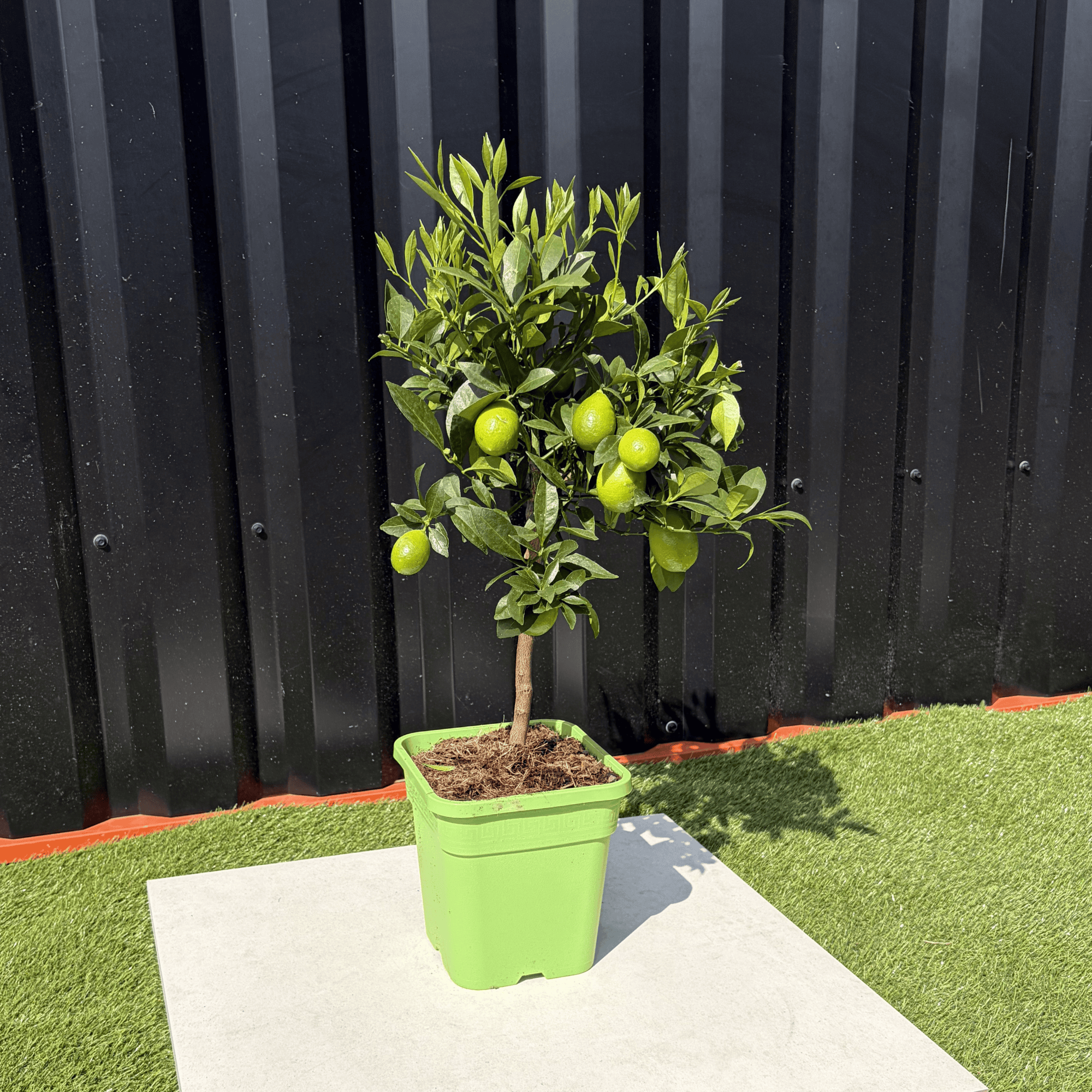 Limequat Citrus Aurantifolia / Fortunella Japonica Hauteur 70 cm - Image 3