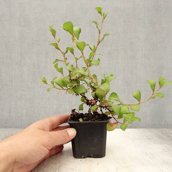 Ceratostigma griffithii, Dentelaire Godet de 8/9 cm - Image 2