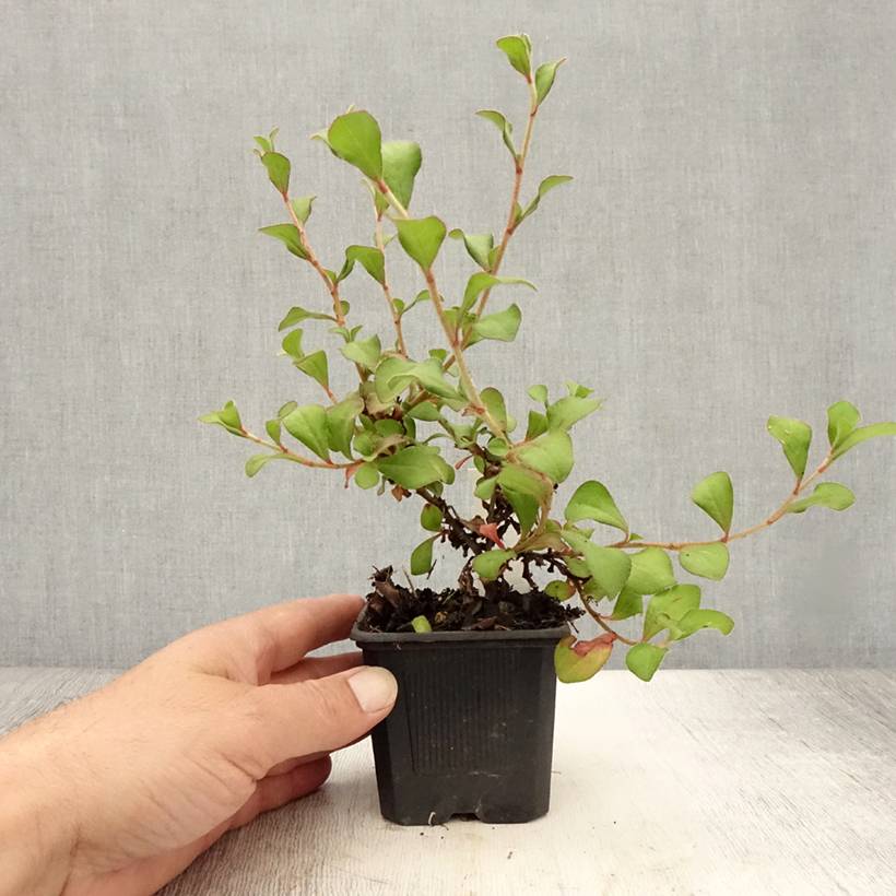 Ceratostigma griffithii, Dentelaire Godet de 8/9 cm - Image 2