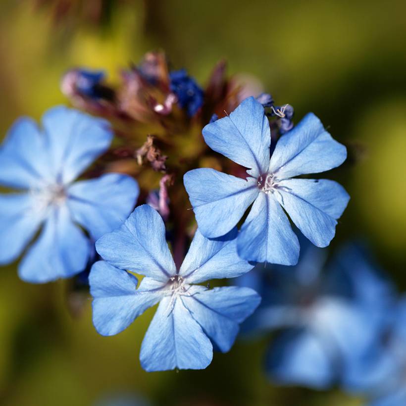 Ceratostigma griffithii, Dentelaire Godet de 8/9 cm