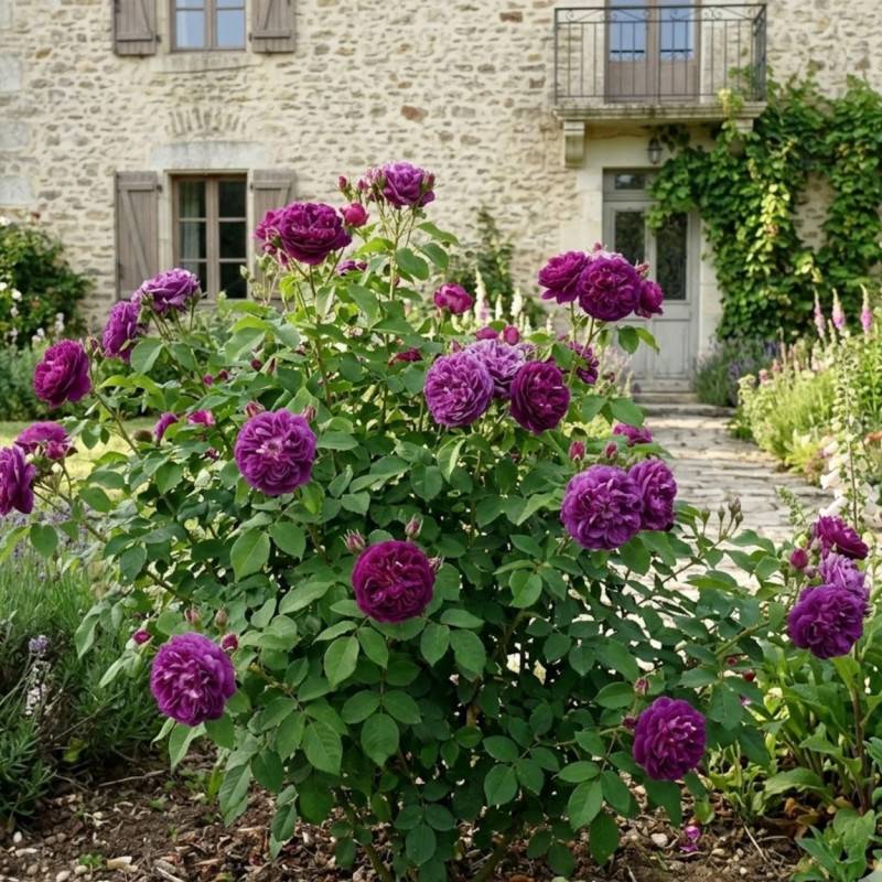 Rosier ancien Cardinal de Richelieu à fleurs Violette/ - feuillage Caduc - Pot de 3L - 20/40 cm - Image 3