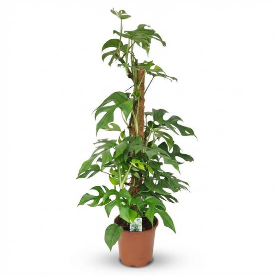 Mini Monstera - D19 H90cm - Image 2