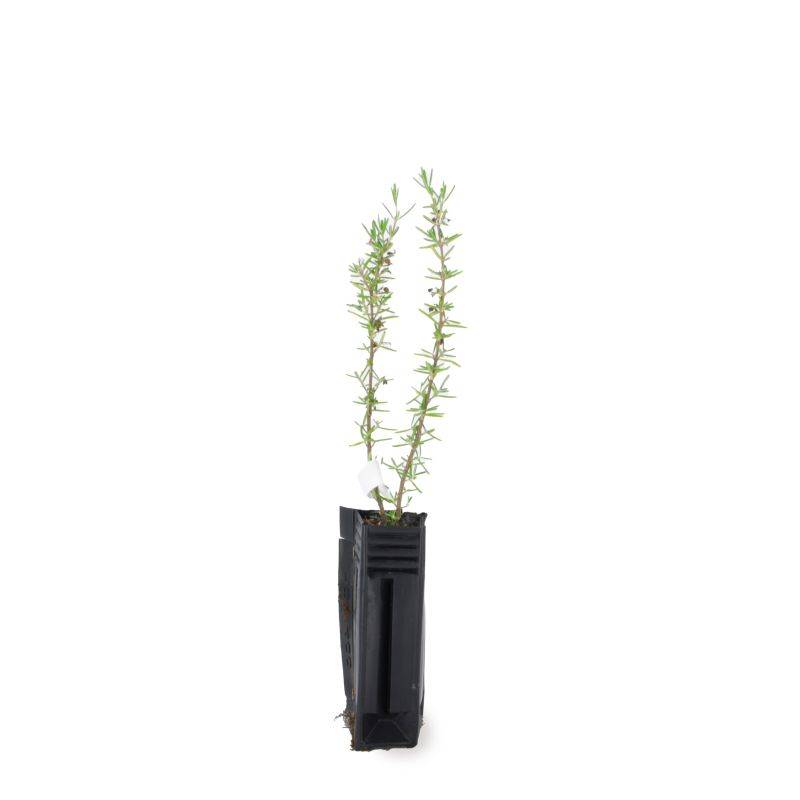 Romarin Couvre-Sol (Rosmarinus Officinalis 'Prostratus') - Godet - Taille 13/25cm - Pépinières Naudet - Image 2