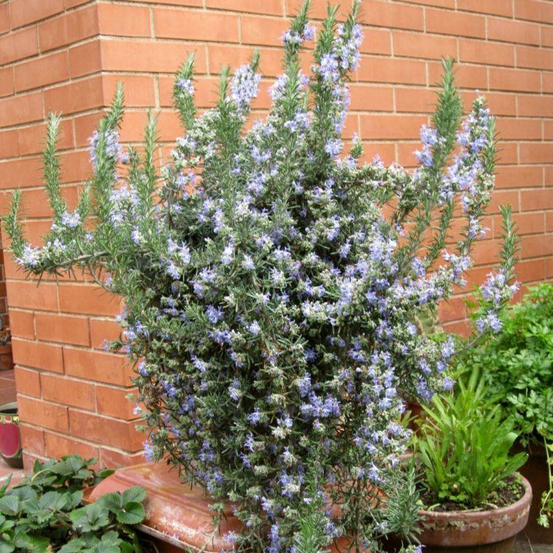 Romarin Couvre-Sol (Rosmarinus Officinalis 'Prostratus') - Godet - Taille 13/25cm - Pépinières Naudet - Image 1
