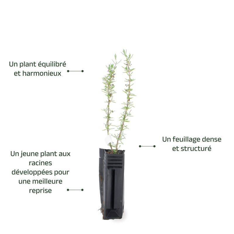 Romarin Couvre-Sol (Rosmarinus Officinalis 'Prostratus') - Godet - Taille 13/25cm - Pépinières Naudet - Image 3